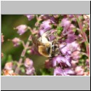 Colletes succinctus - Heidekraut-Seidenbiene 01f 10mm.jpg